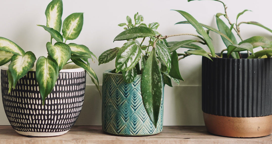 Stylish & Smart: How I Use Planters Without Drainage Holes for Healthy Indoor Plants