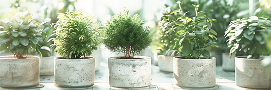 Find all of the online plants you need at Give It A Grow.