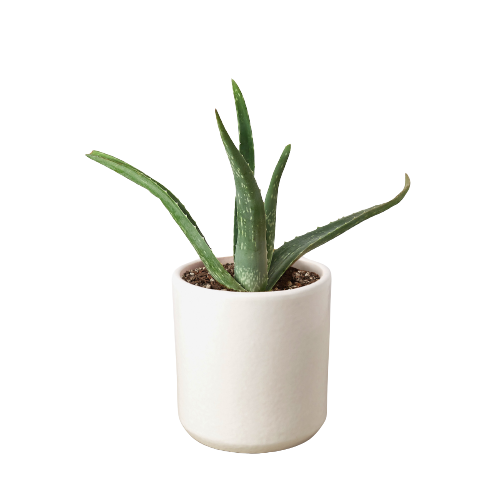 Aloe Vera plant in white pot.