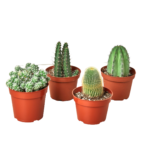 Cactus Variety Pack 4" Pots