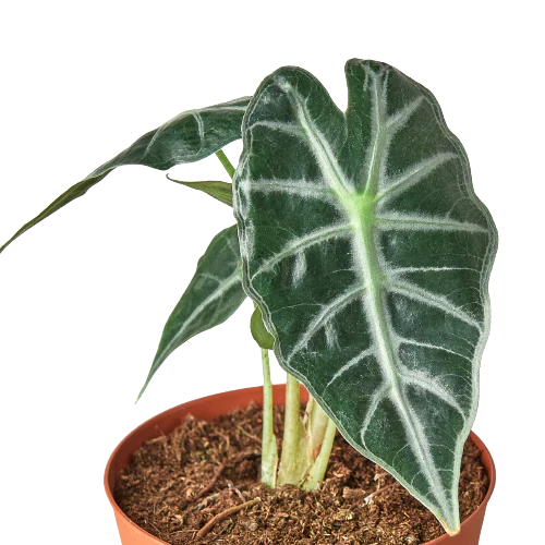 Alocasia Amazonica Bambino close up