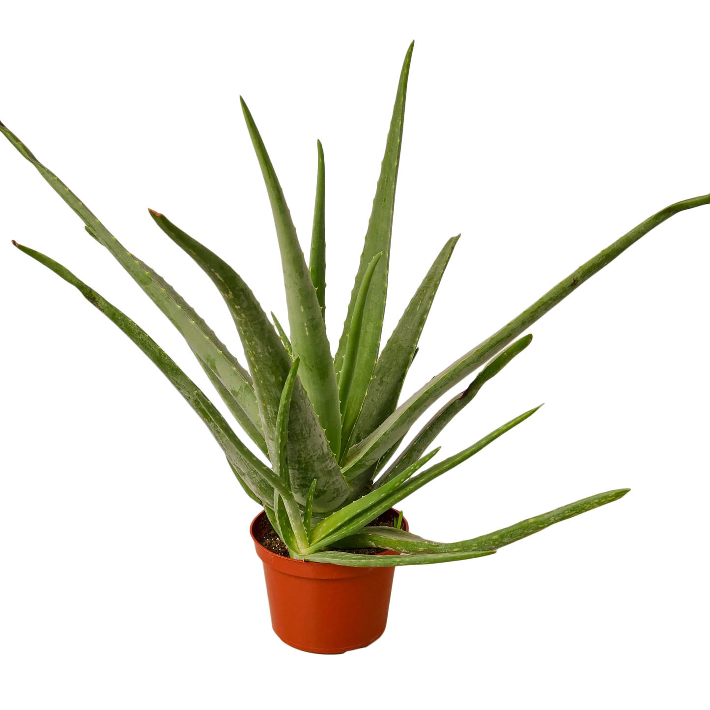 Aloe Vera Plant in a 6 inch nursery pot. Thick spikey leaves.
