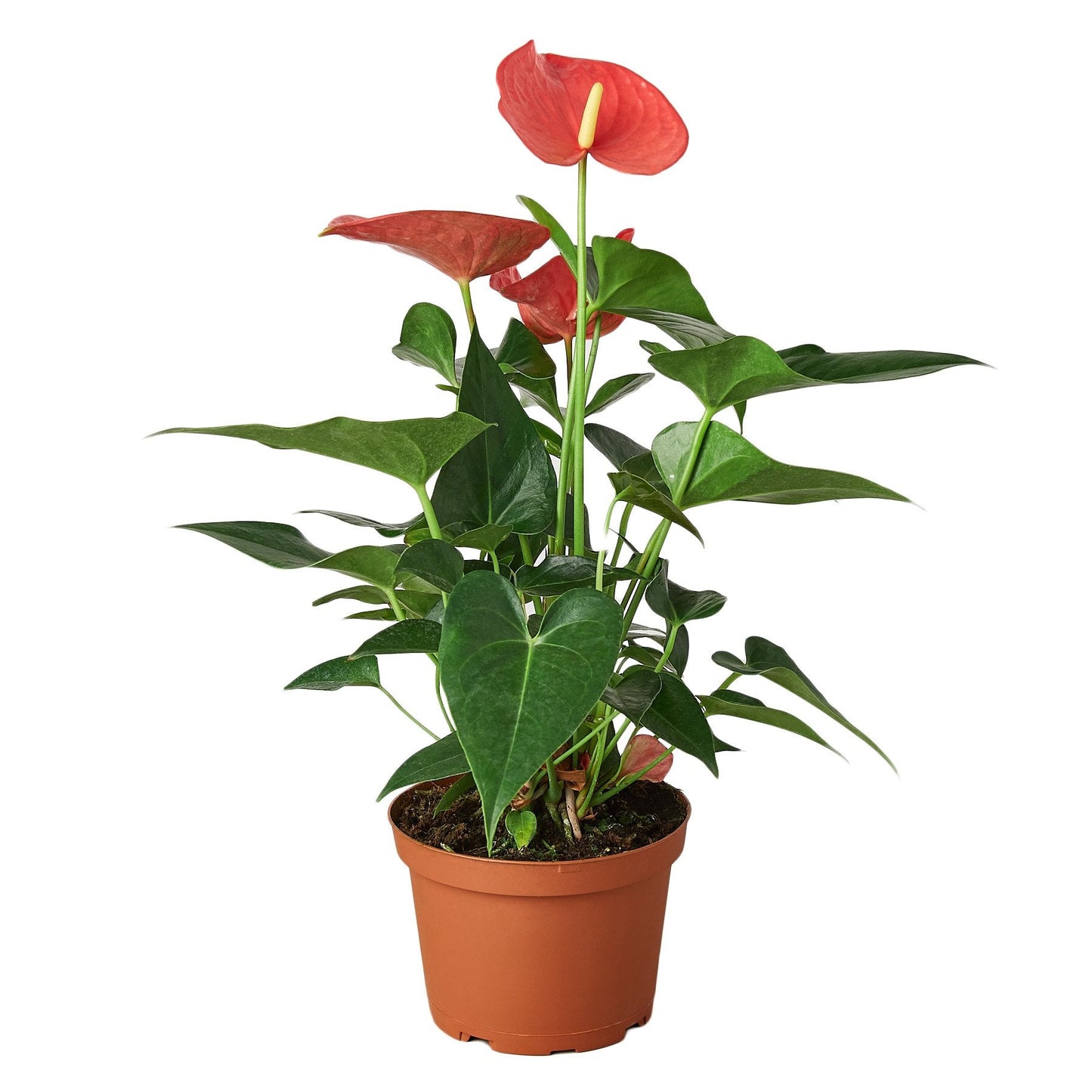 Anthurium Pink in a 6 inch nursery pot. Bright pink blooms.