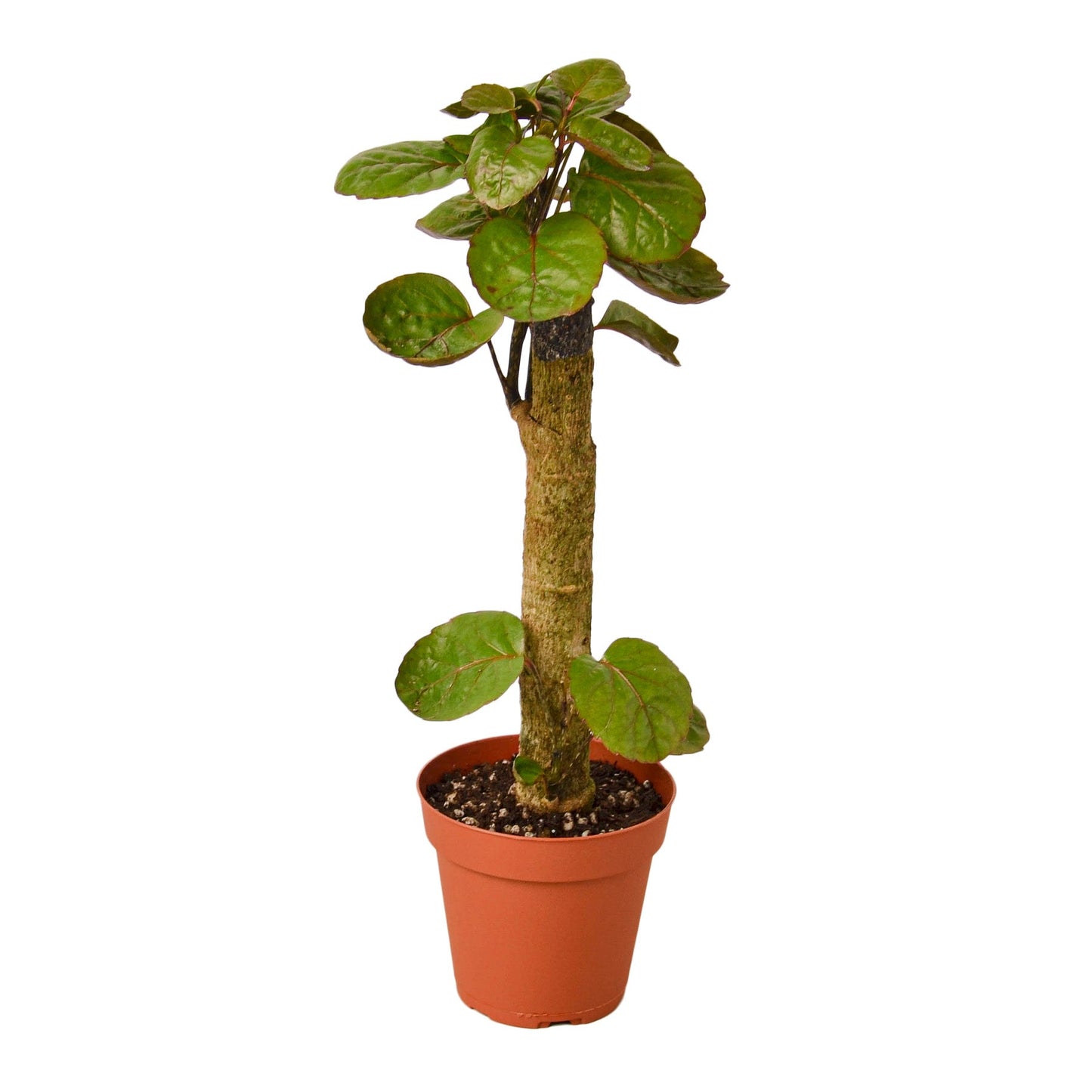 Aralia Fabian Stump Plant in a 4 inch pot.