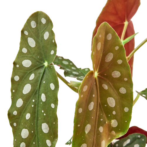 Begonia Maculata AKA Polka Dot begonia leaves