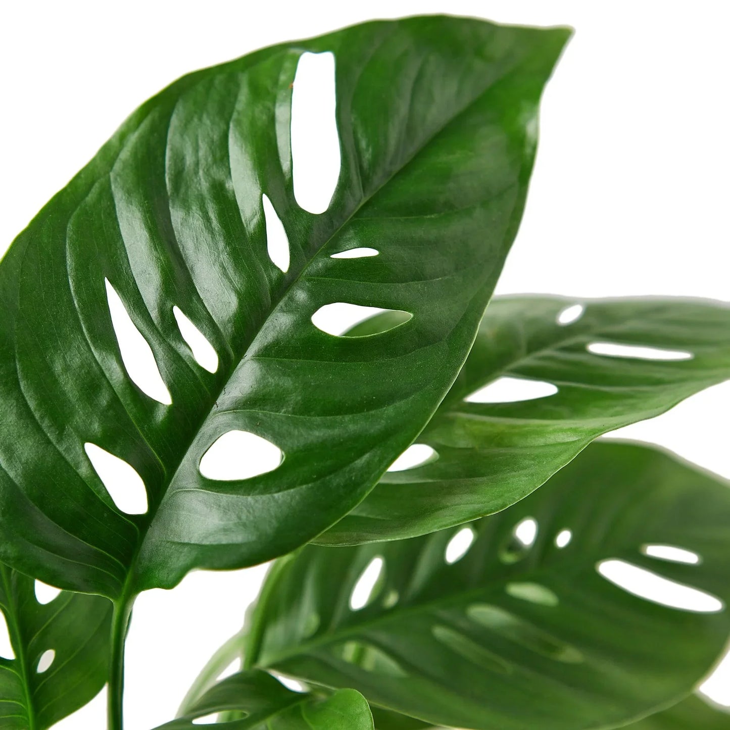 Monstera Adansonii Close up