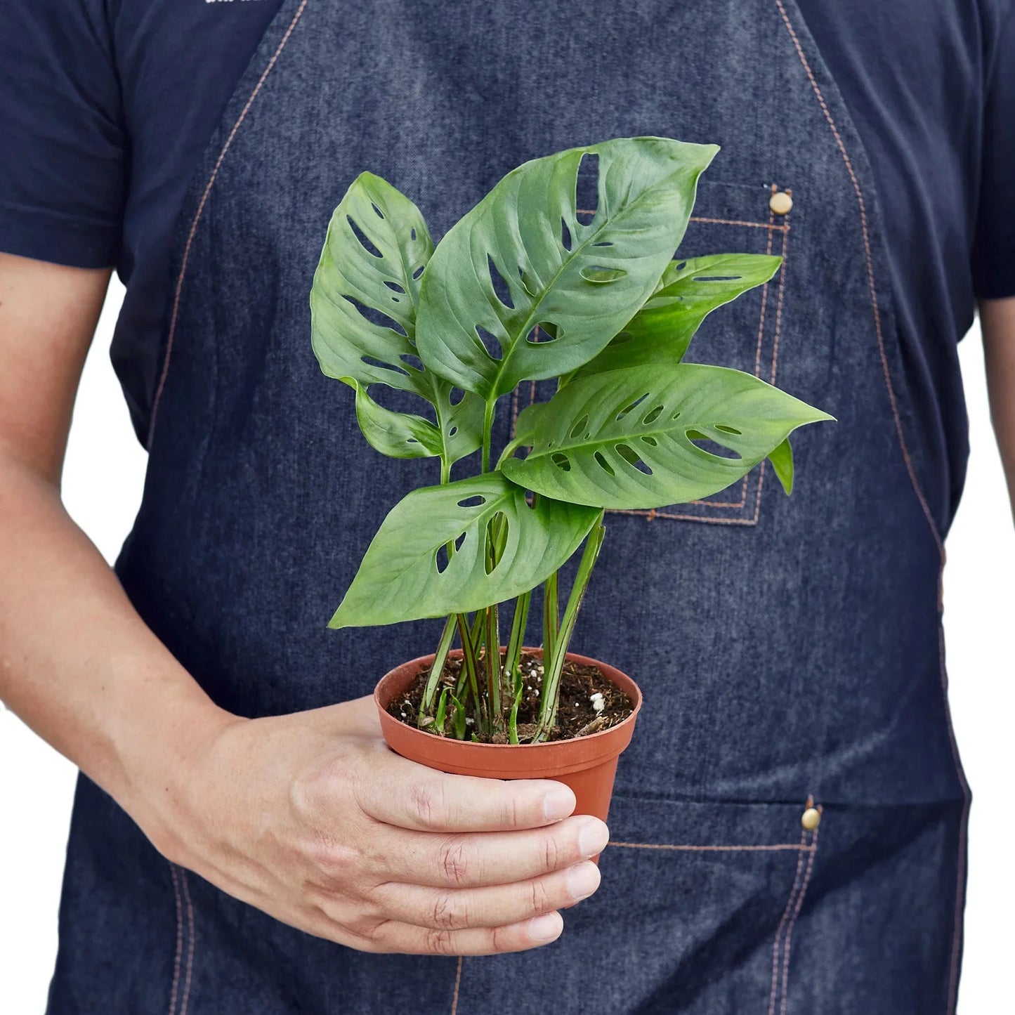 Swiss Cheese plant