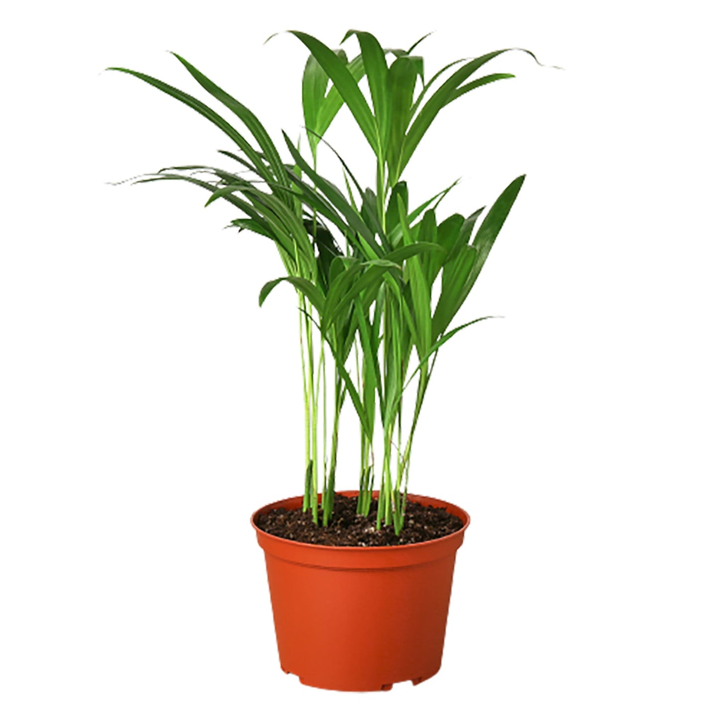 Areca Palm in a 6 inch nursery pot