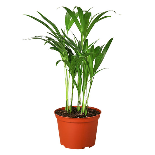 Areca Palm in a 6 inch nursery pot