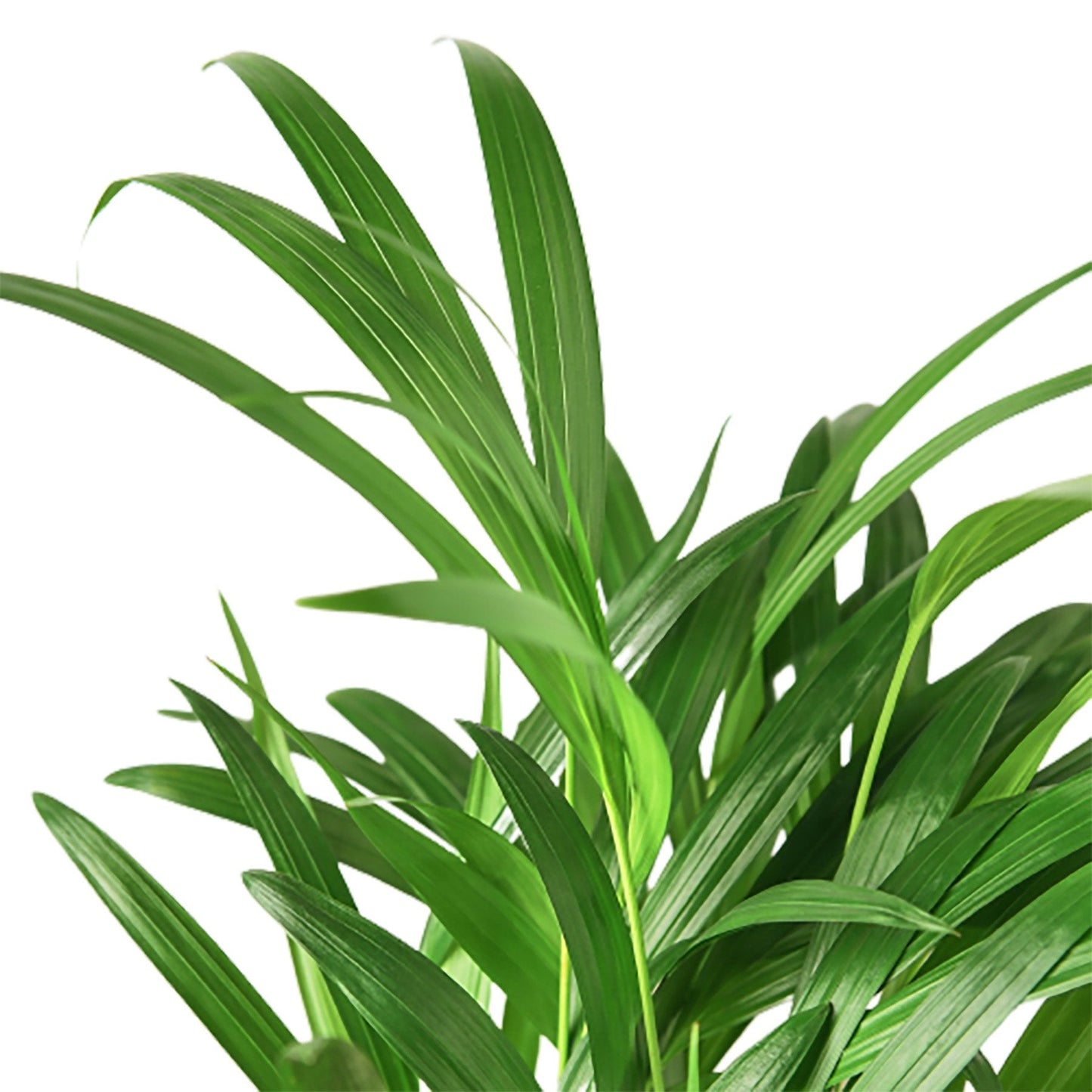 Foliage of an Areca Palm