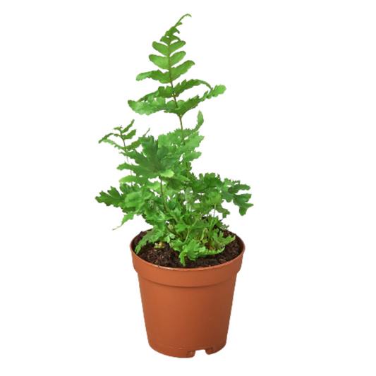 Autumn Fern plant in four inch brown nursery pot.