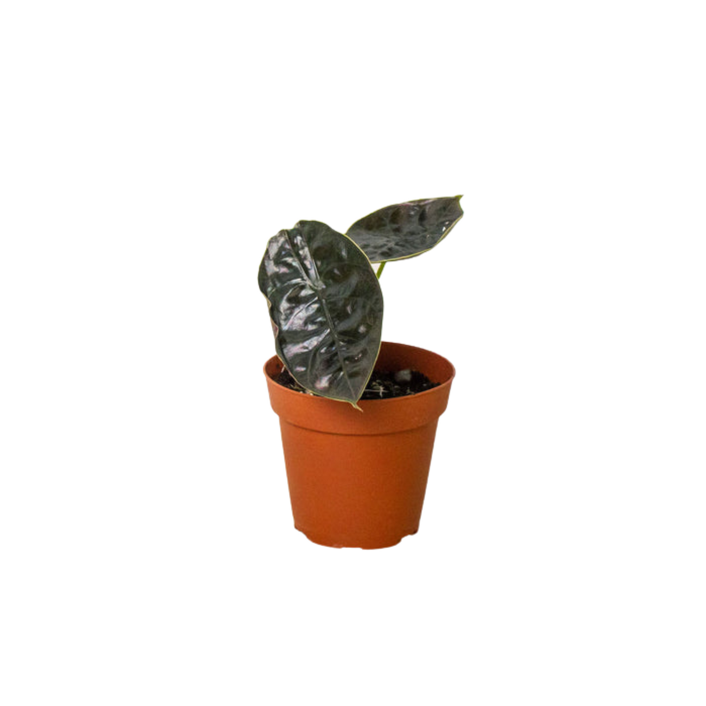 Alocasia Red Mambo