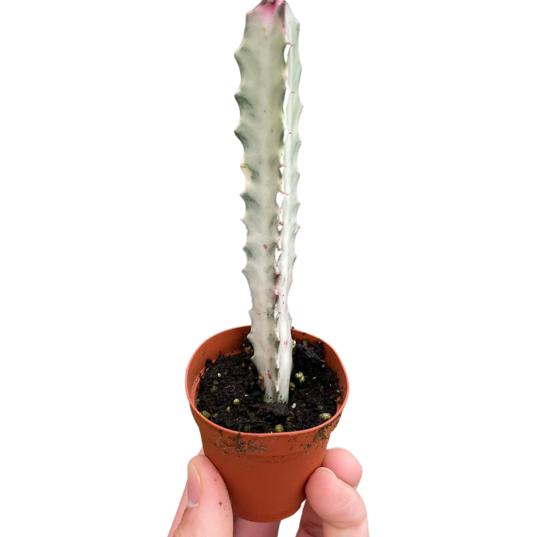 Dragon Bone Cactus (Euphorbia Lactea) in 2 inch pot
