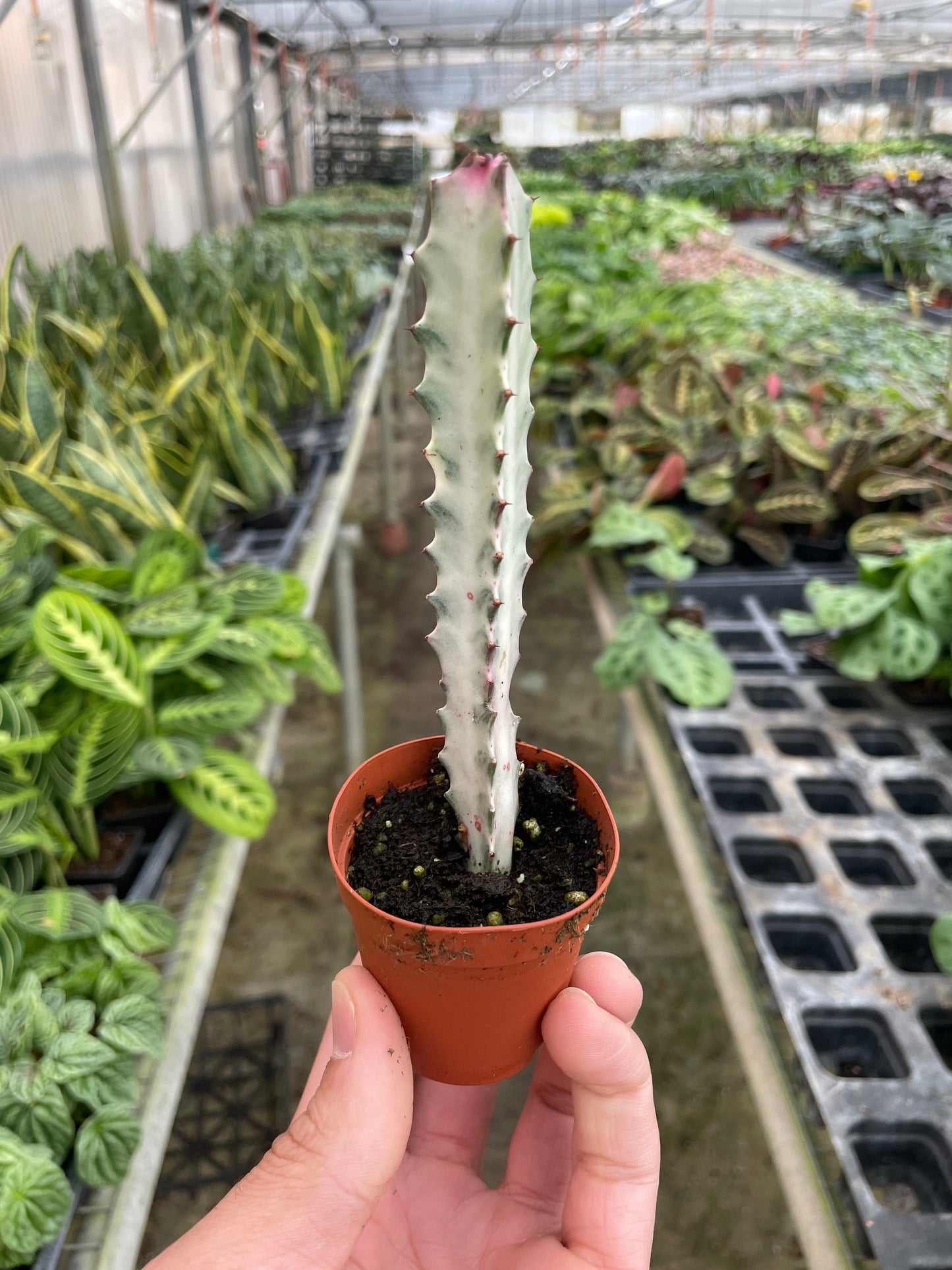 Dragon Bone Cactus (Euphorbia Lactea) in a small 2 inch pot