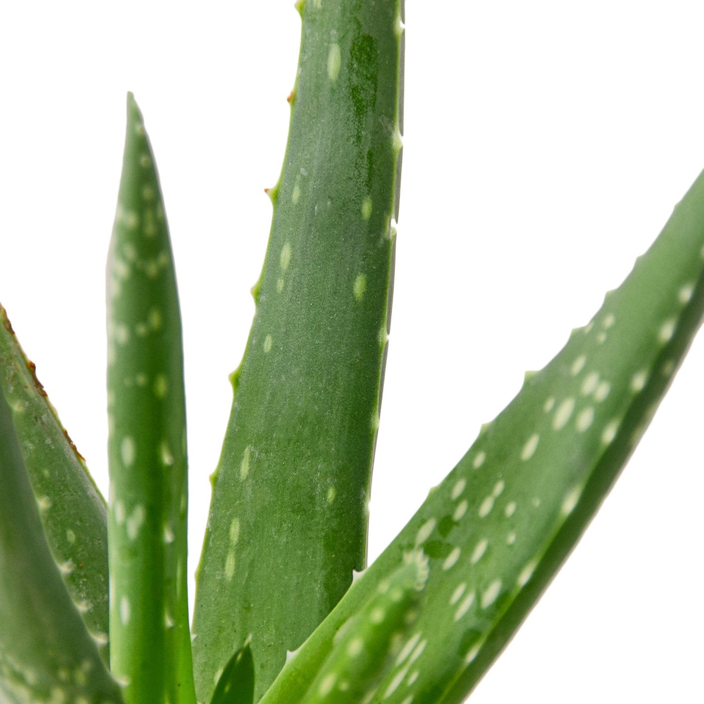 Aloe Vera Thick spikey, bright green leaves with soft green speckles.