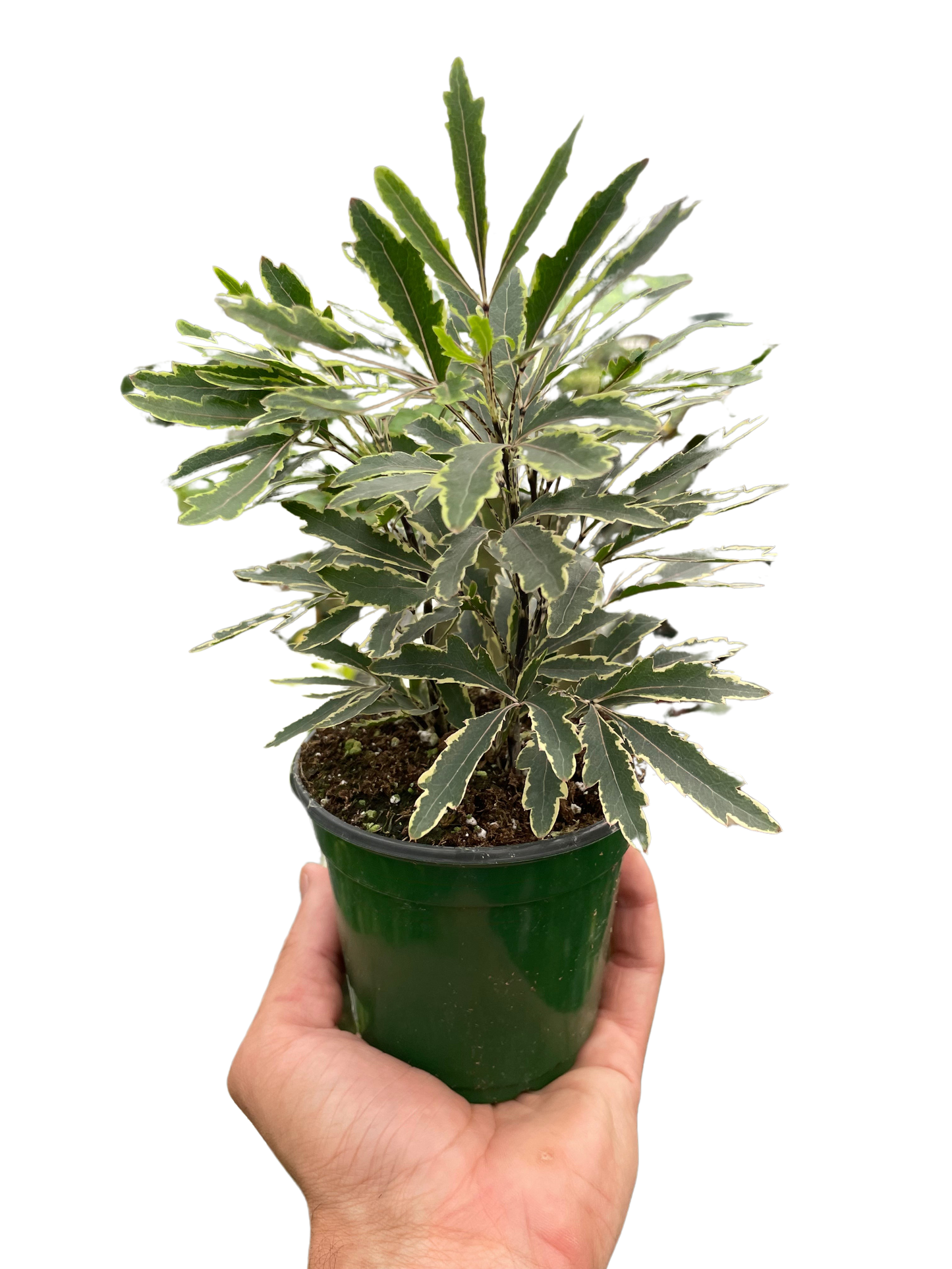 Aralia Bianca in a 4 inch nursery pot