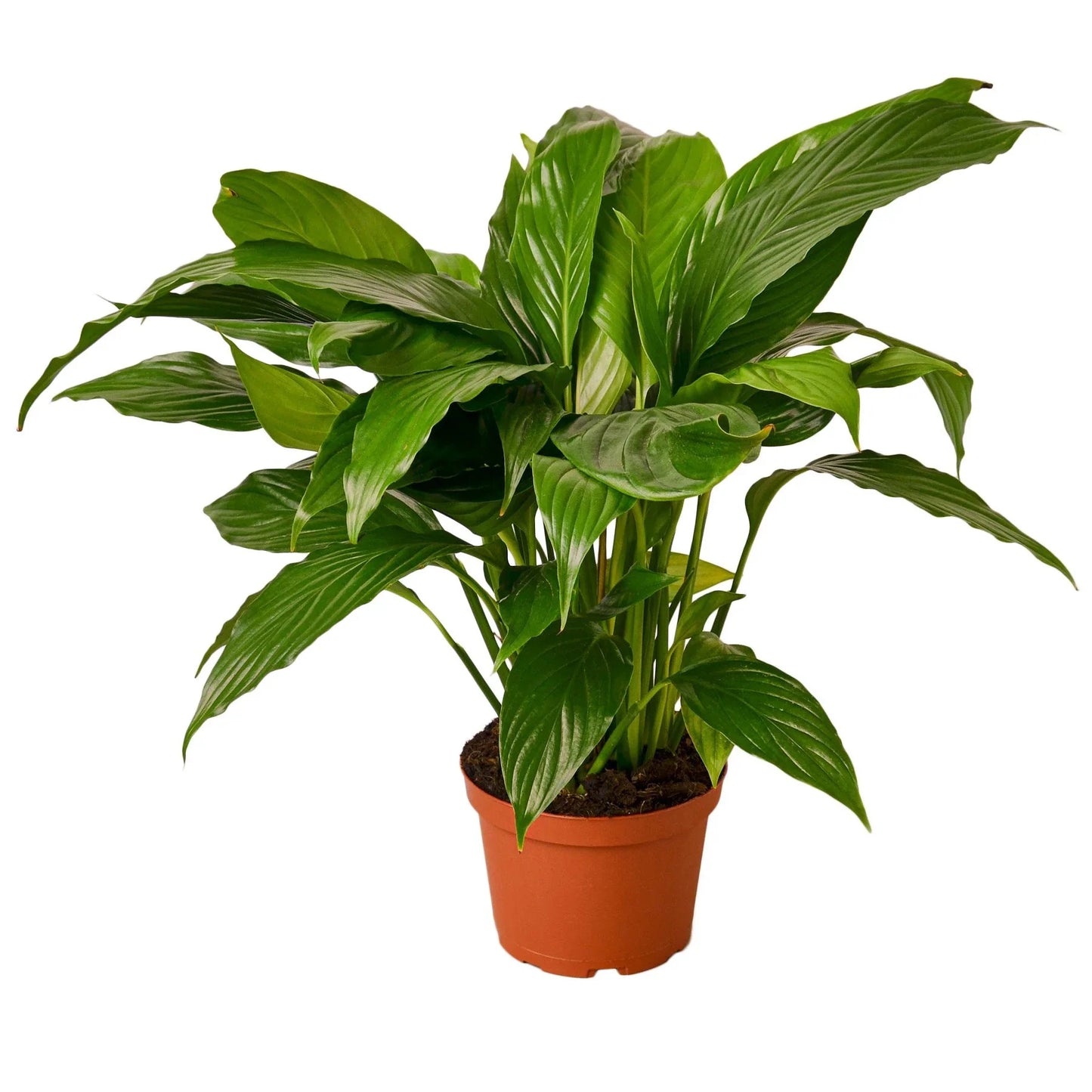 Spathiphyllum 'Peace Lily' 6"