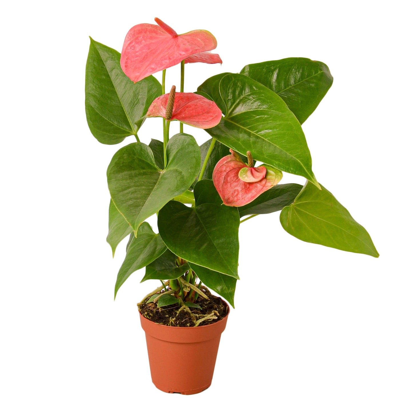 Anthurium pink, stunning low-maintenance houseplant in a 4 inch nursery pot.