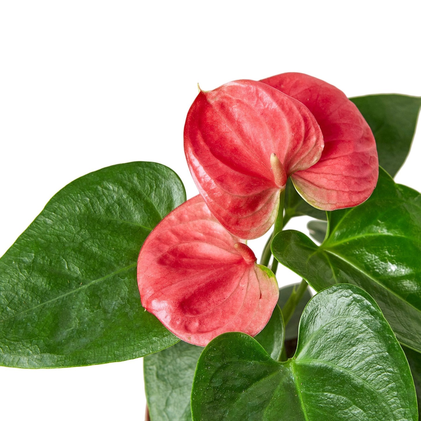 Bright Pink blooms of the anthurium.
