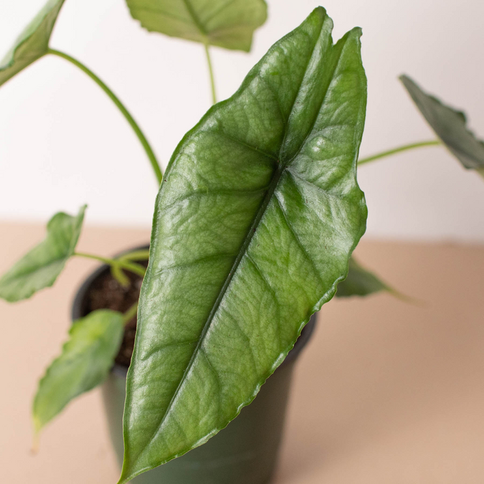 Alocasia Dragon's Breath Leaf