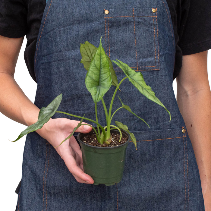 Alocasia Dragon's Breath 4"
