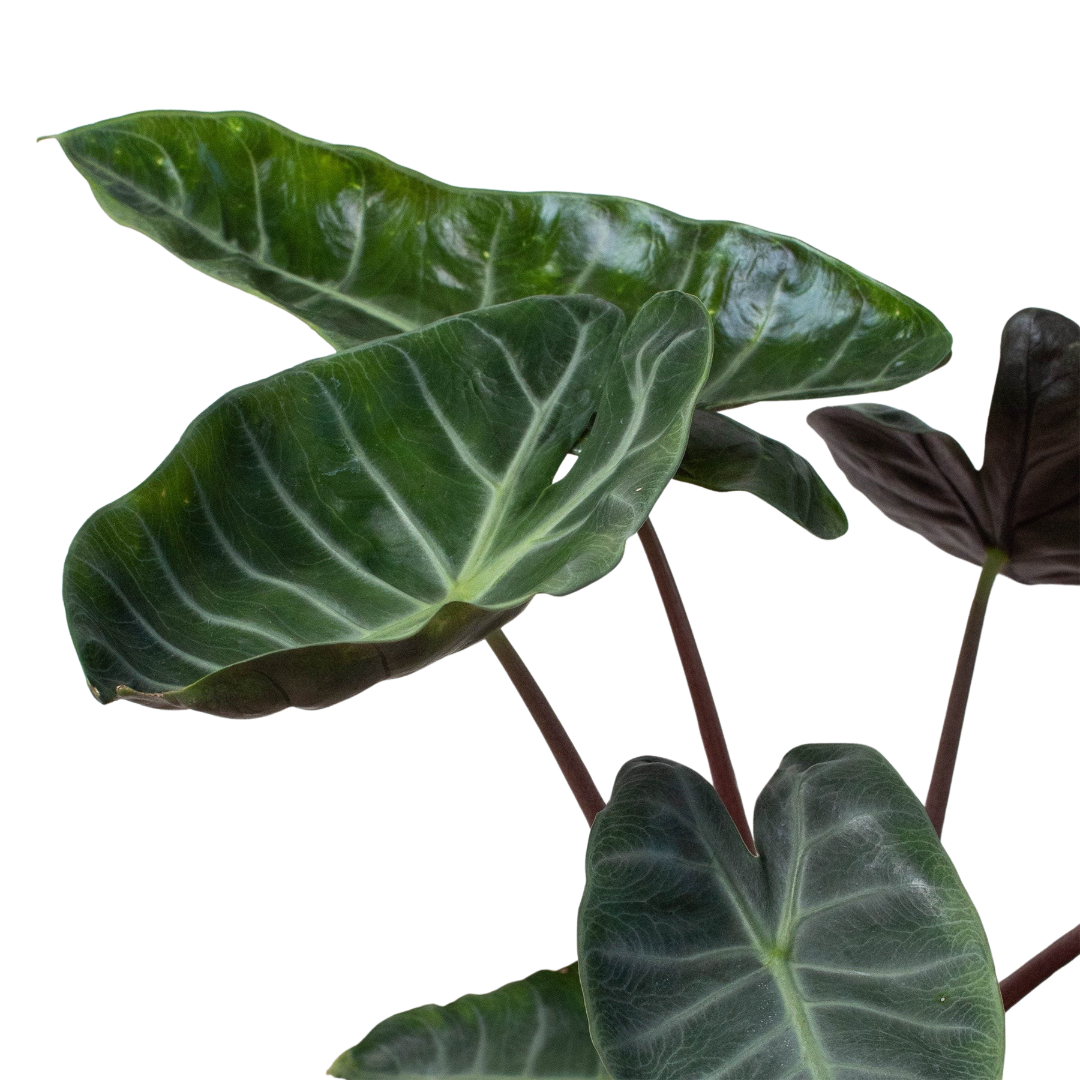 Alocasia Ebony Leaves