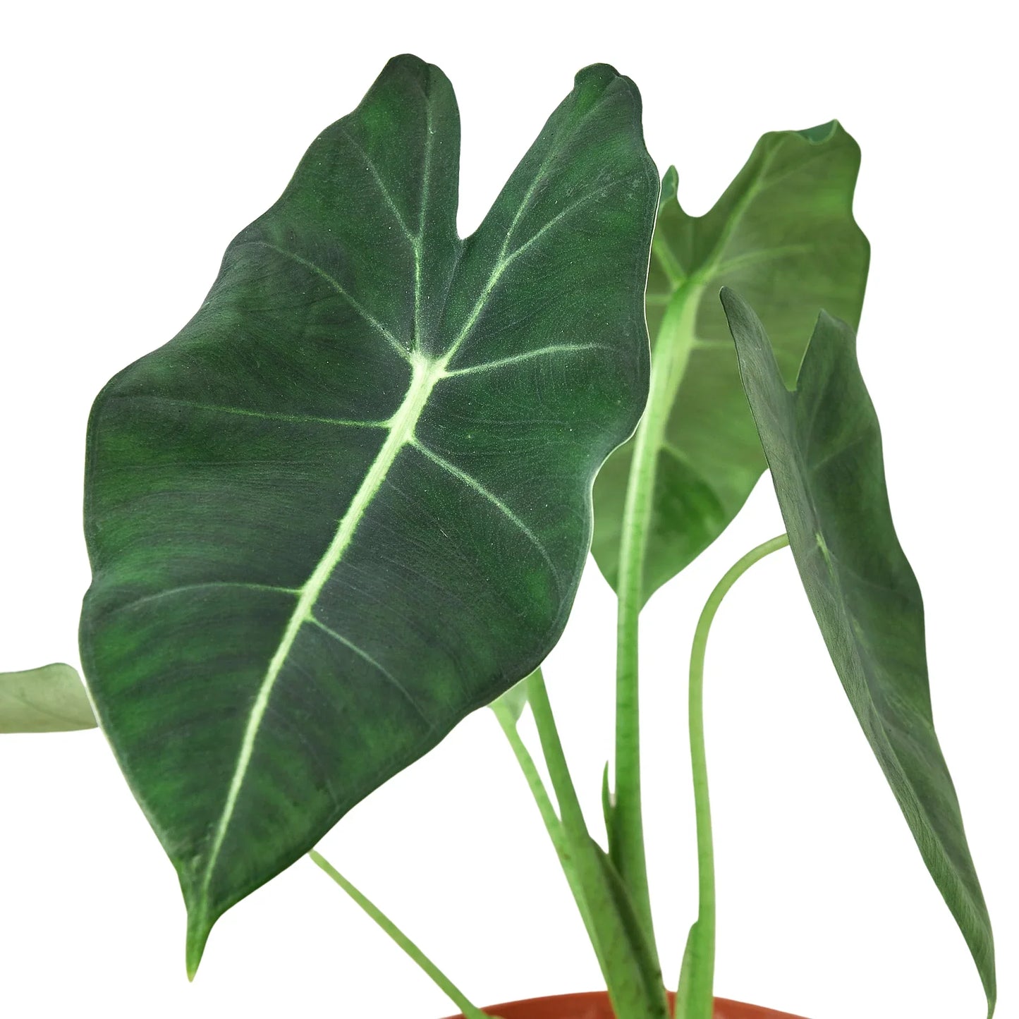 Alocasia Green Velvet