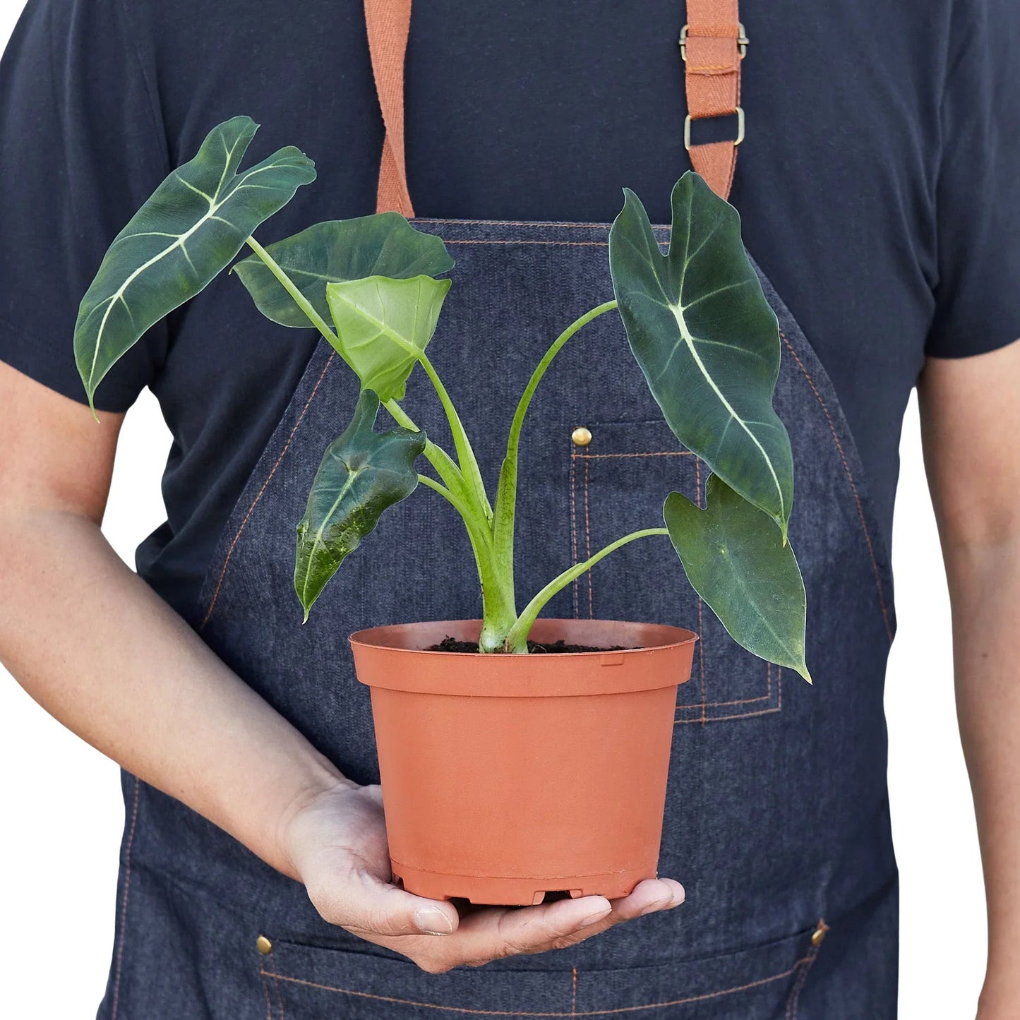 Alocasia Micholitziana