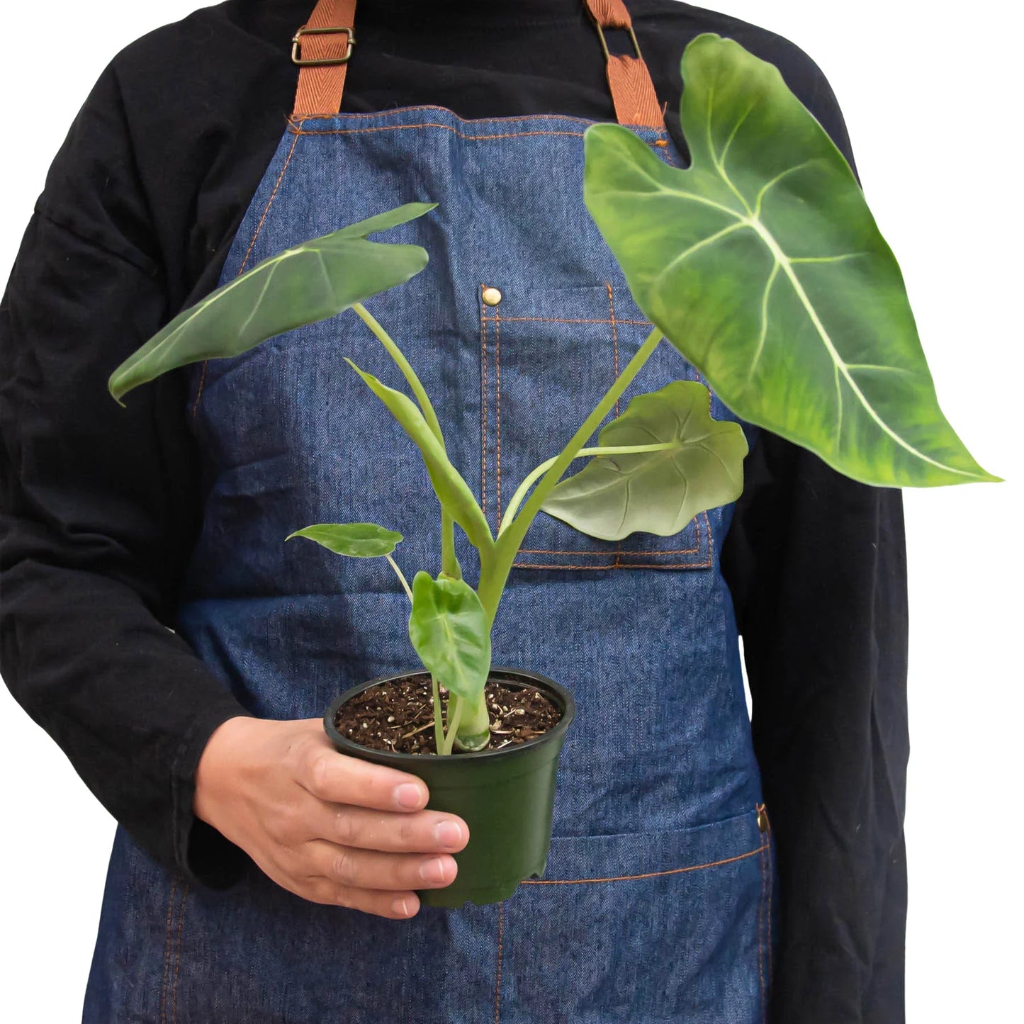 Alocasia Green Velvet