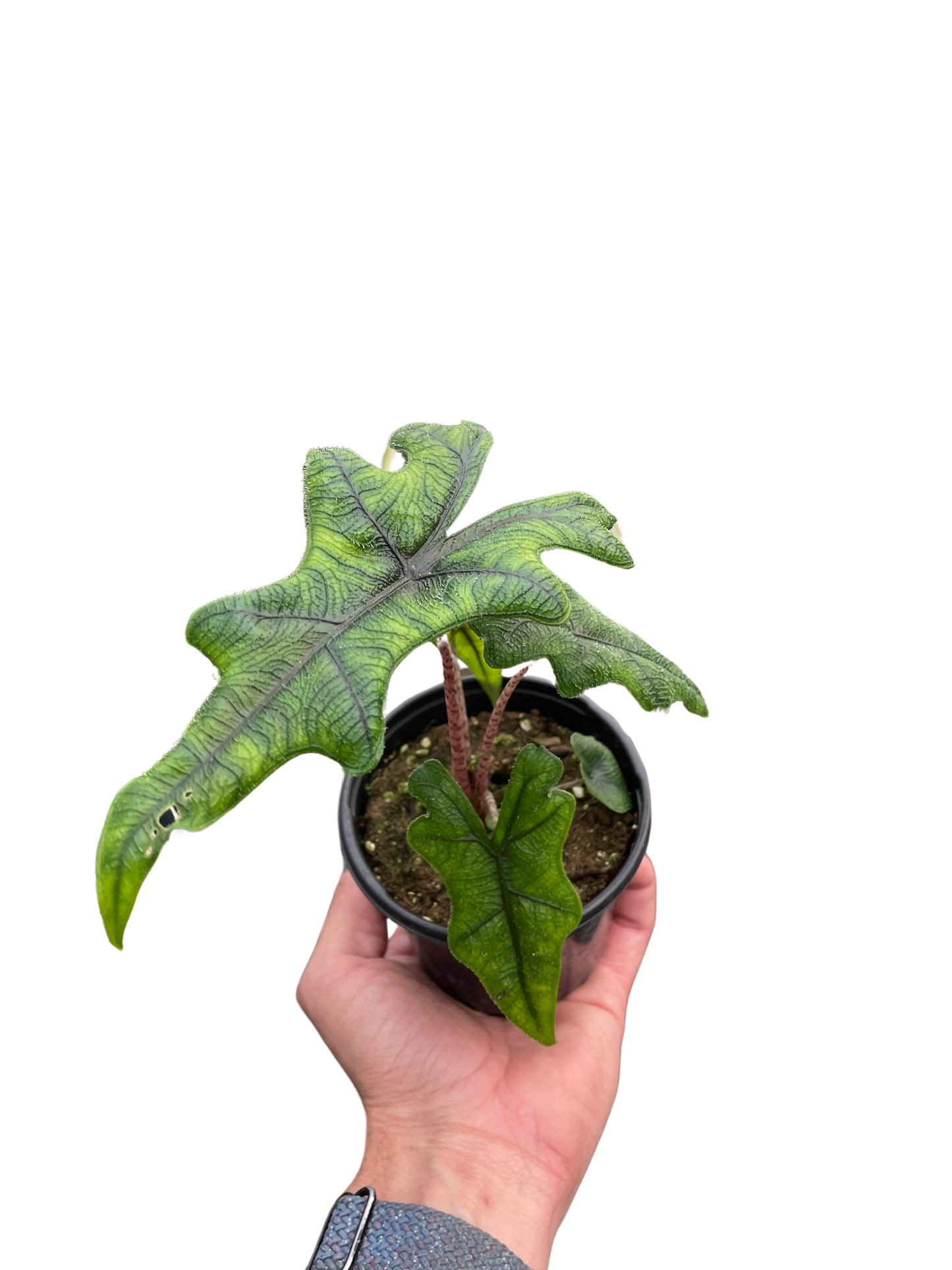 Jacklyn Alocasia