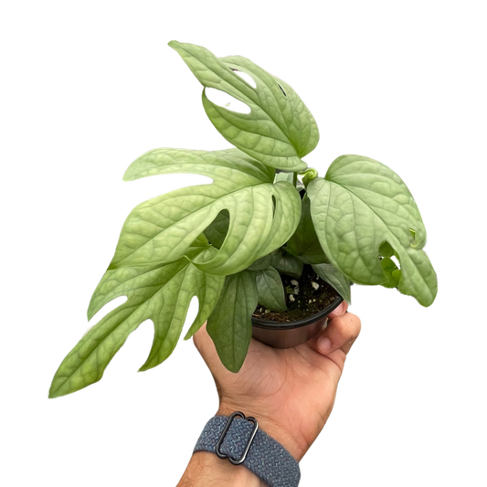 Spiderman monstera with beautiful bright green leaves and fenestration in a 4 inch nursery pot.