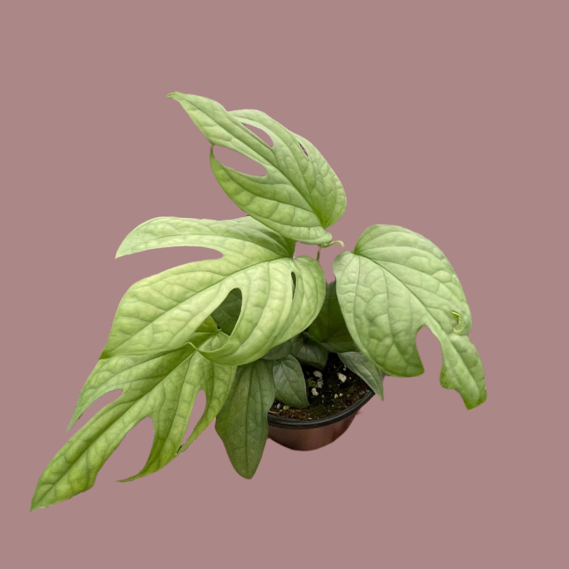 Amydrium Silver with beautiful bright green fenestrated leaves in a 4 inch nursery pot.