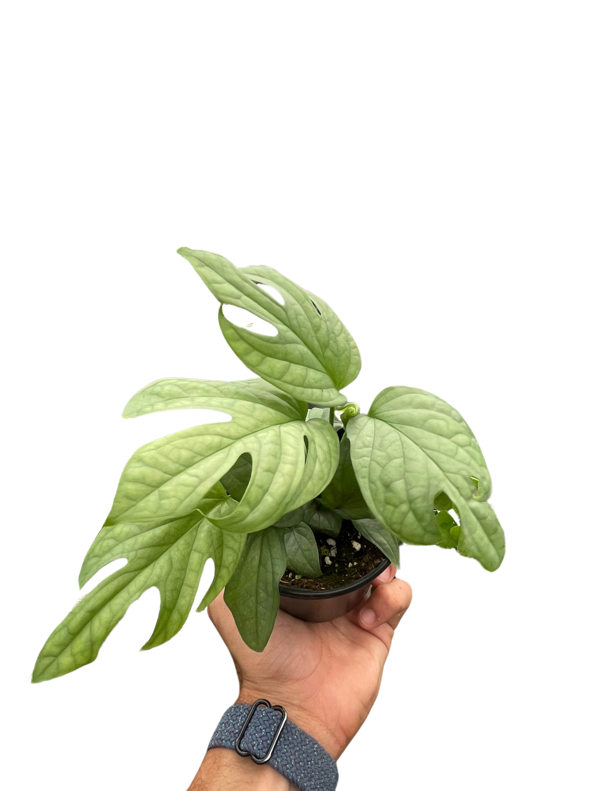 Buy a 4 inch Spiderman Monstera Plant.