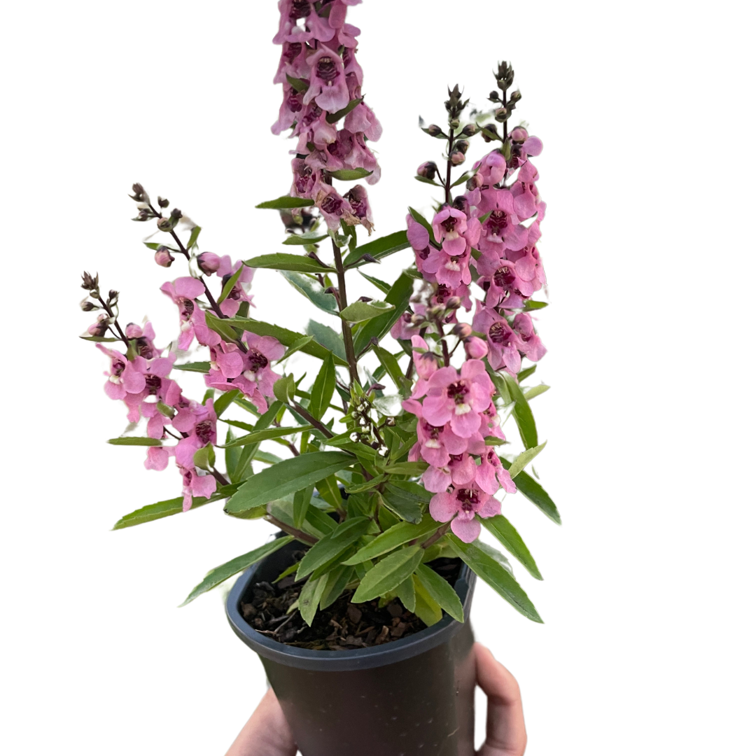 Summer Snapdragon with bright pink blooms/flowers in a 4 inch nursery pot.