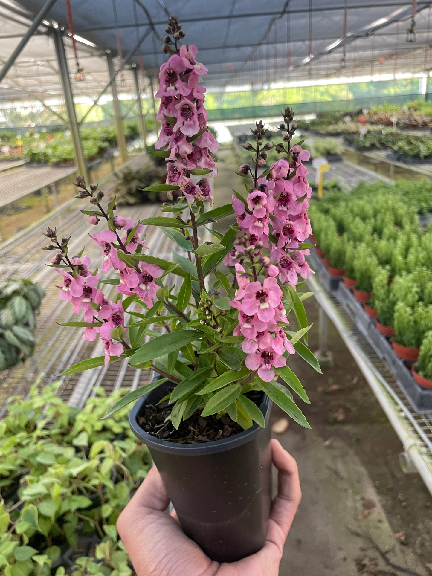 Angelonia angustifolia with bright pink bloooms/flowers in a 4 inch nursery pot.