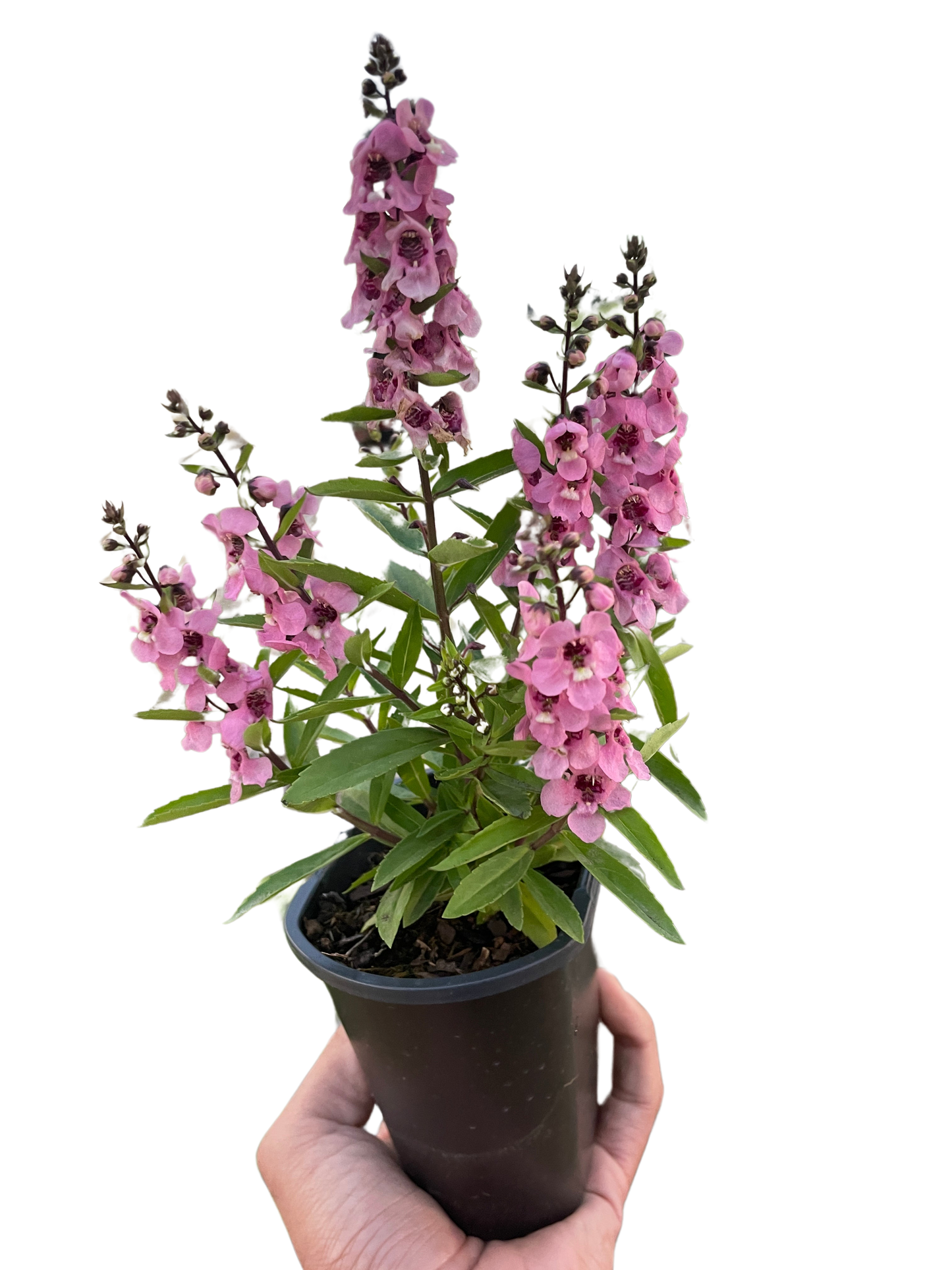 Summer Snapdragon