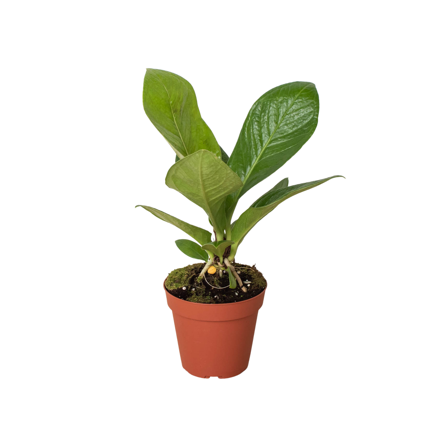 Anthurium Cobra low maintenance houseplant.