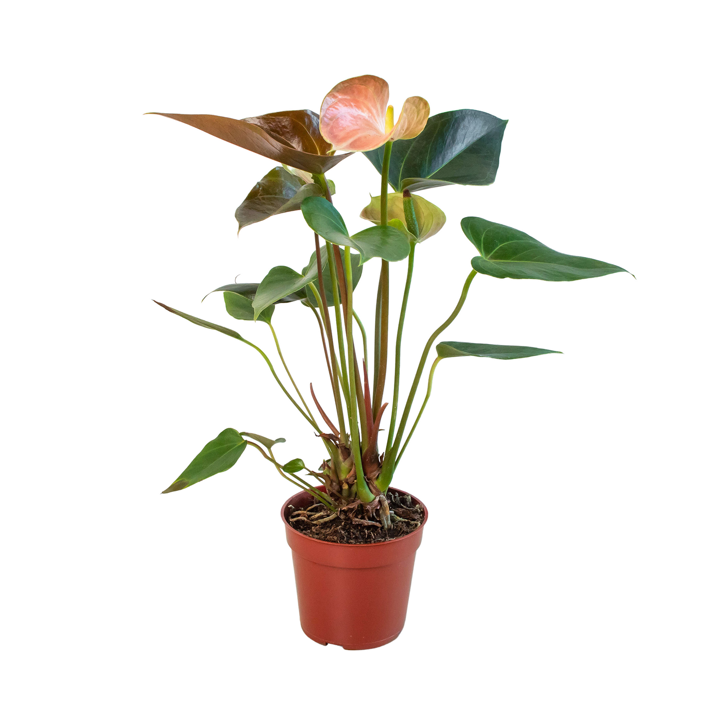 Anthurium Rainbow Champion Plant in a 4 inch nursery pot.
