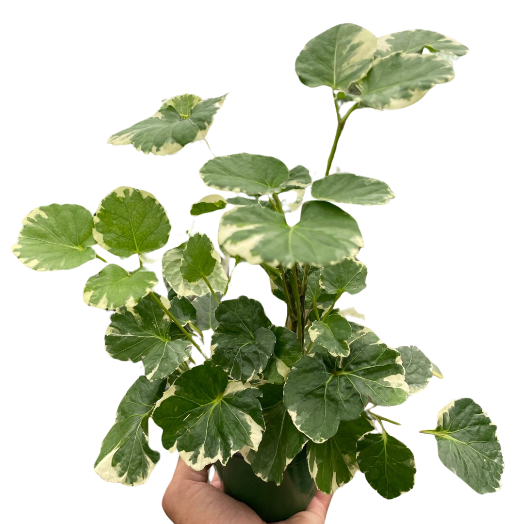 Aralia Balfouriana