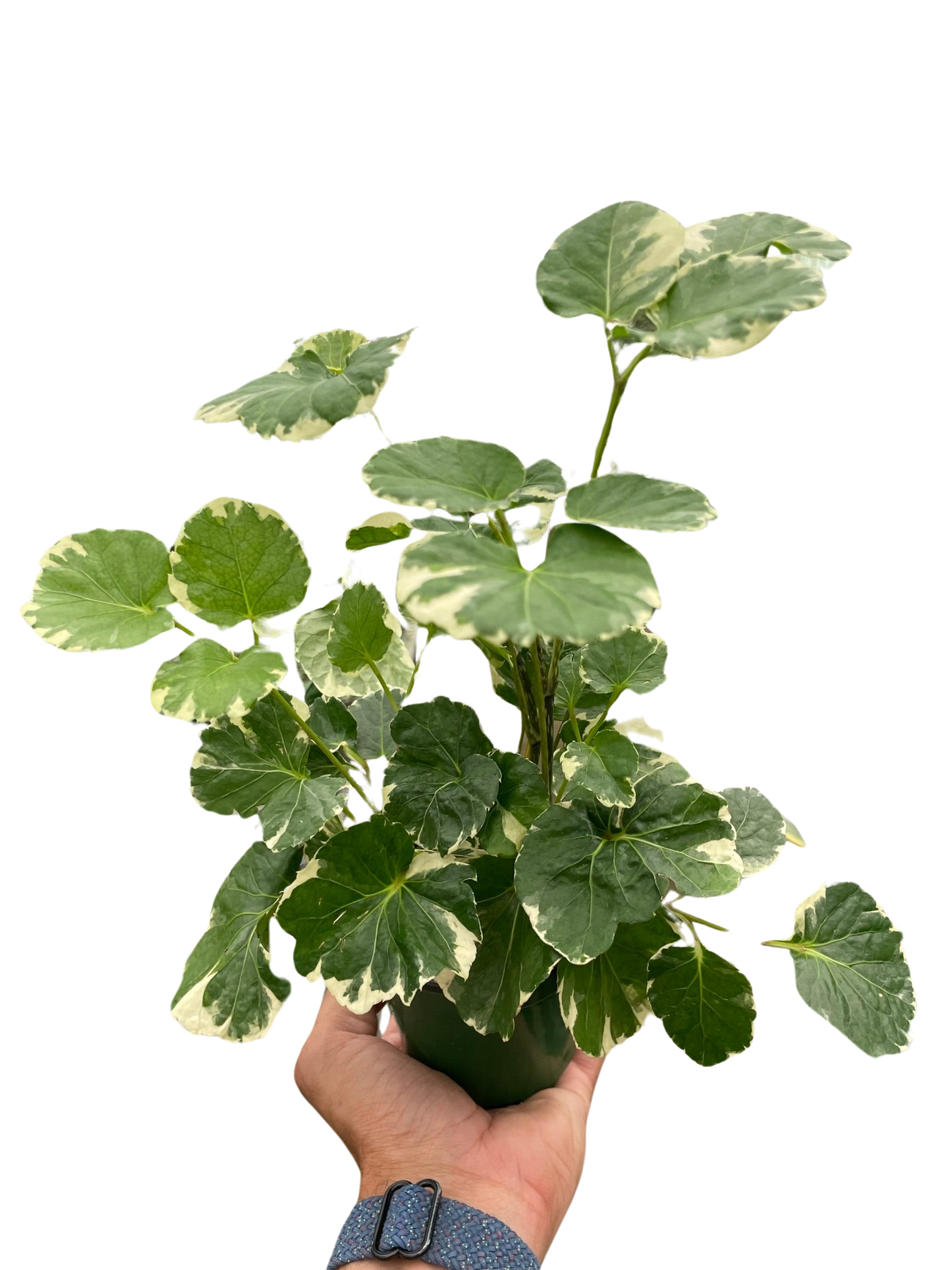 Beautiful varietgated Aralia plant