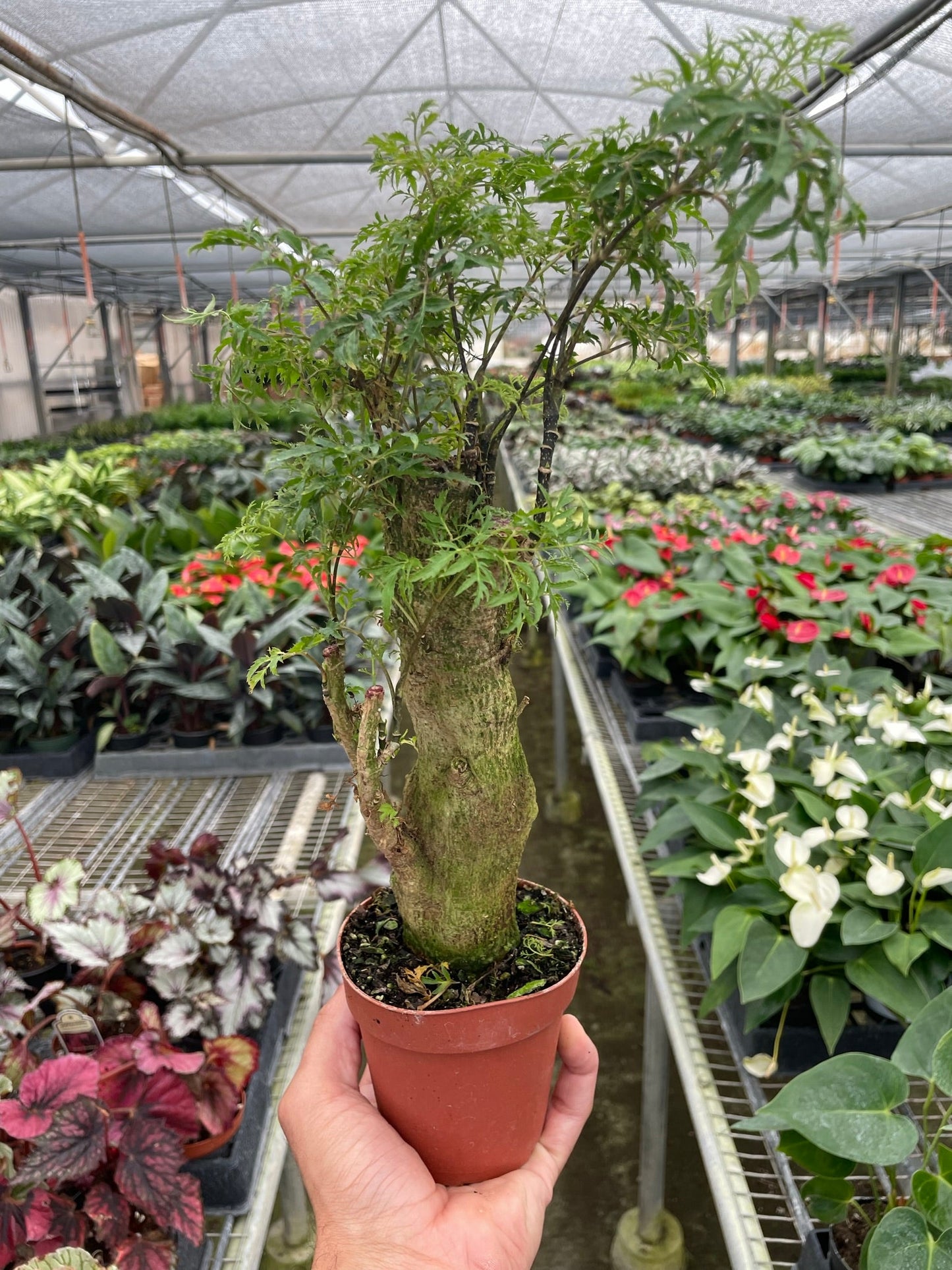 Ming Stump Plant in 4" nursery pot