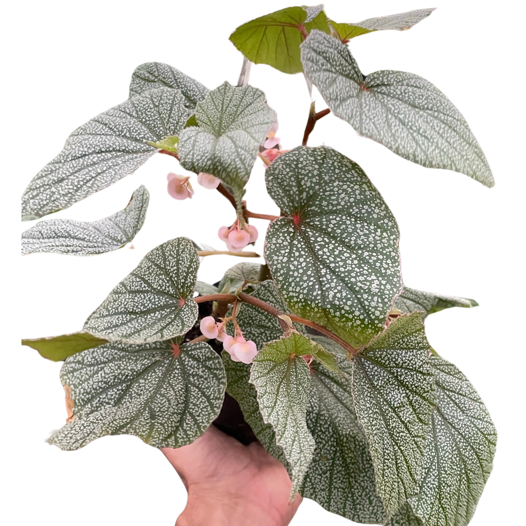 Begonia Frosty Plant