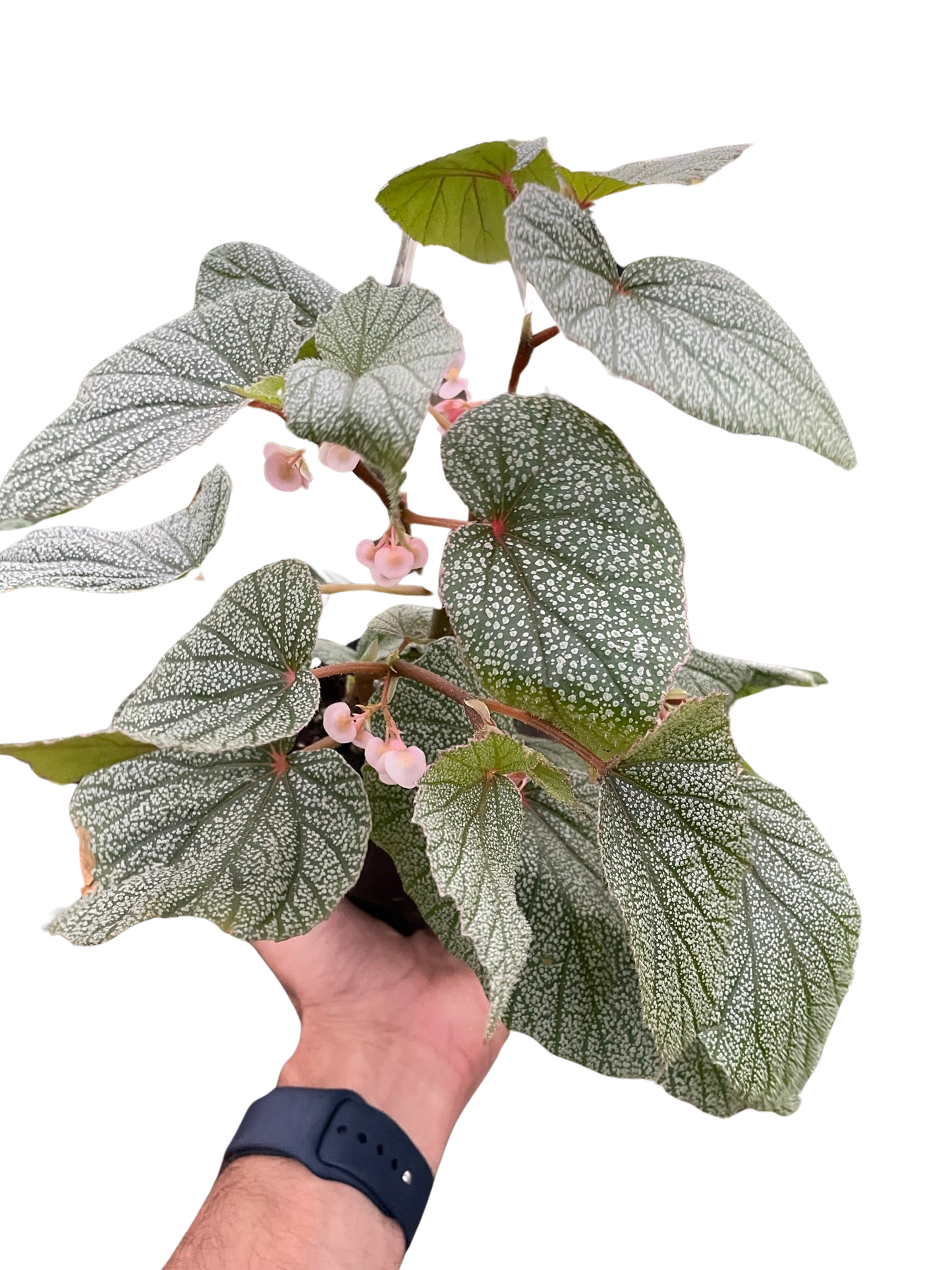 Begonia don Miller Plant