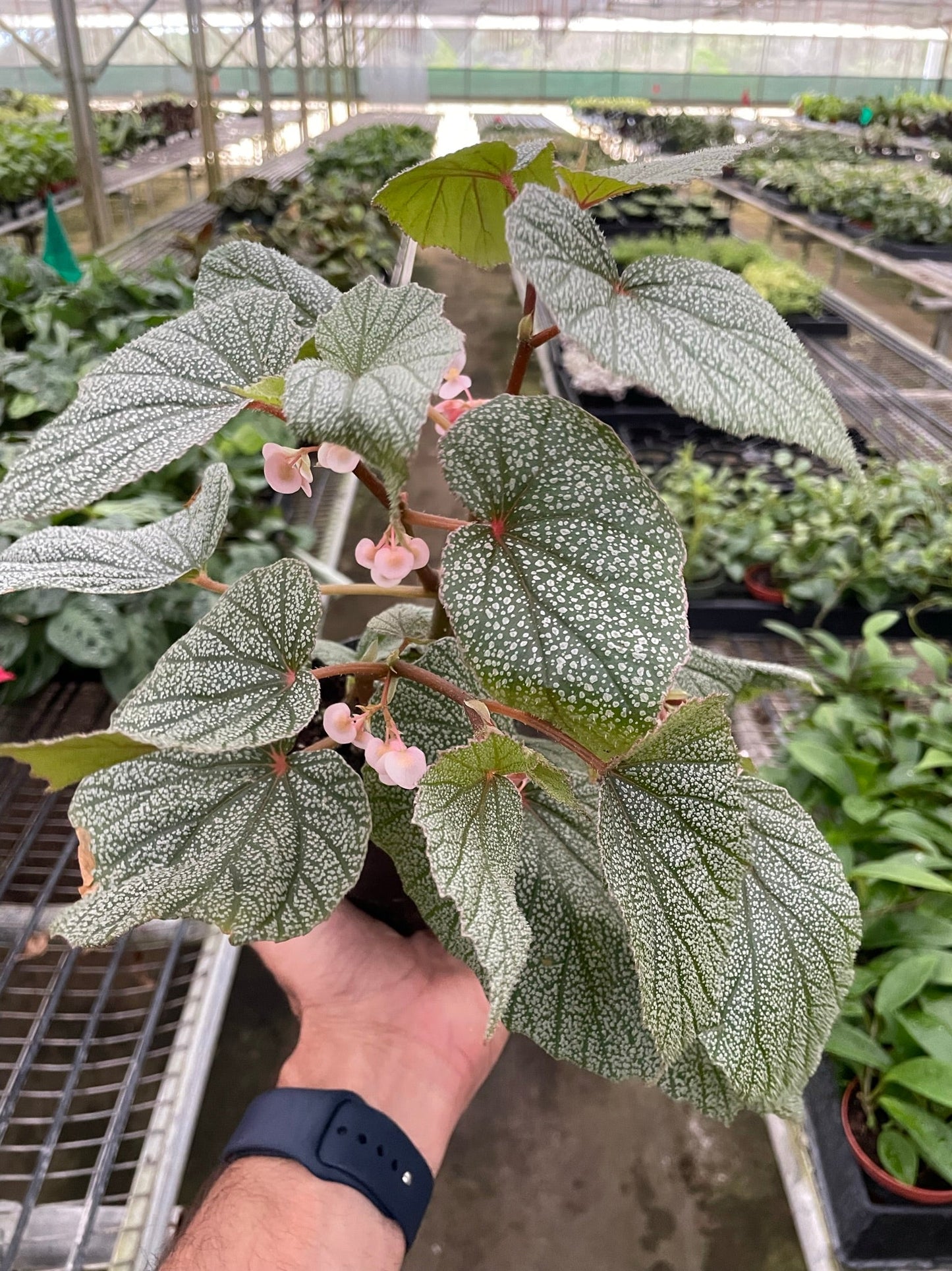 Begonia Frost Plant
