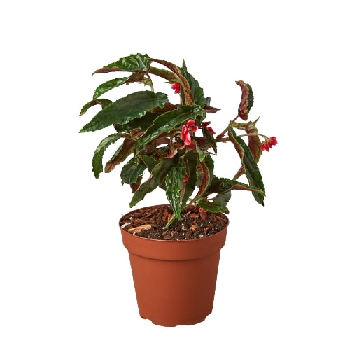 Begonia Miss Milly