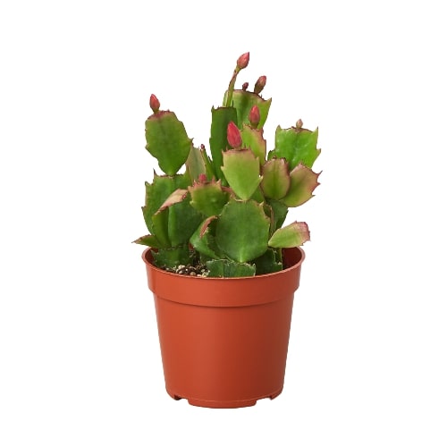 Zygocactus Thanksgiving Cactus