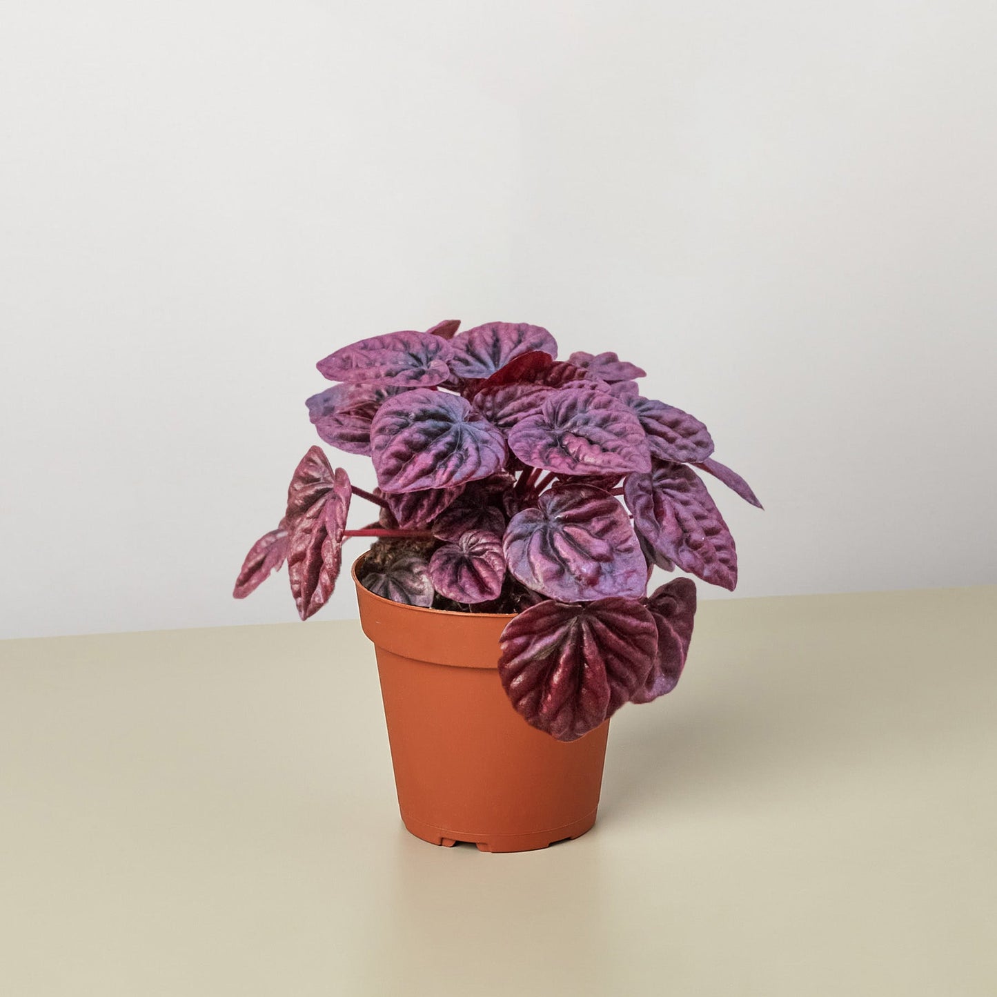 Ripple Red Radiator Plant in a 4 inch pot