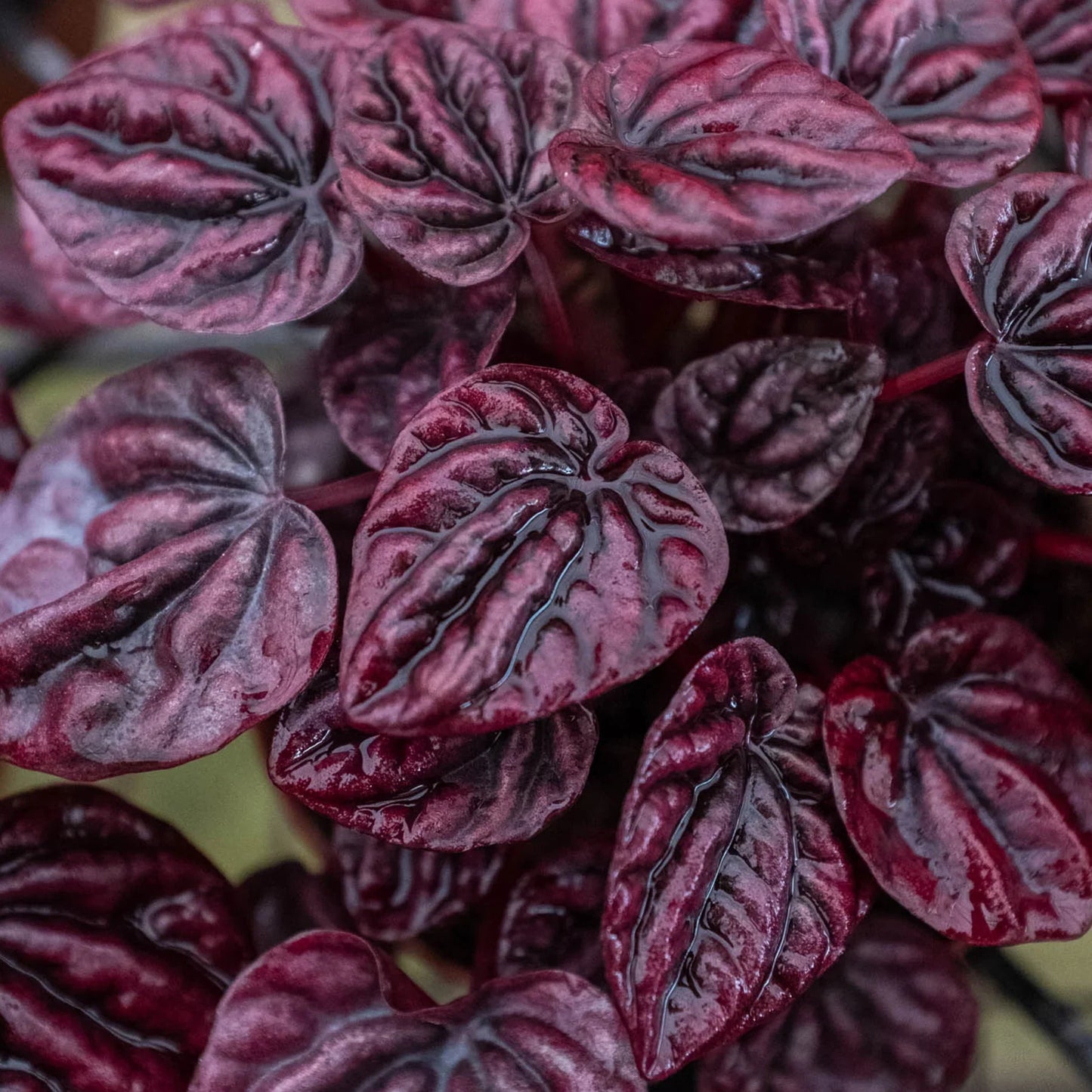 Beautiful leaves of the red ripple radiator plant
