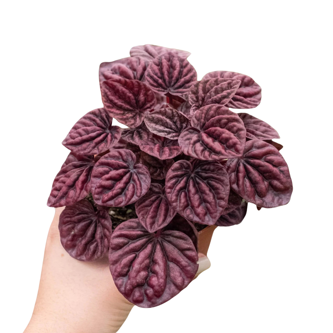 Peperomia Ripple Red in a 4 inch pot