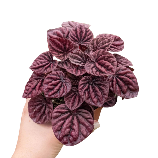 Peperomia Ripple Red  in a 4 inch pot
